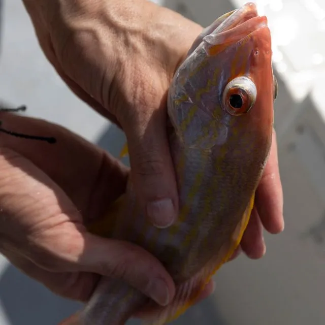 thumbnail for publication: Fish Fingerlings: Purchasing, Transporting, and Stocking